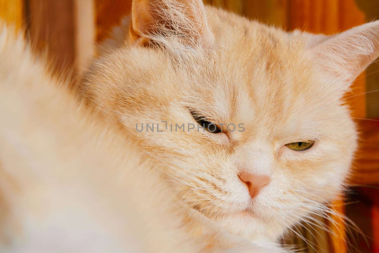 Close-up portrait of a cute serious cream tabby cat with green eyes by galsand
