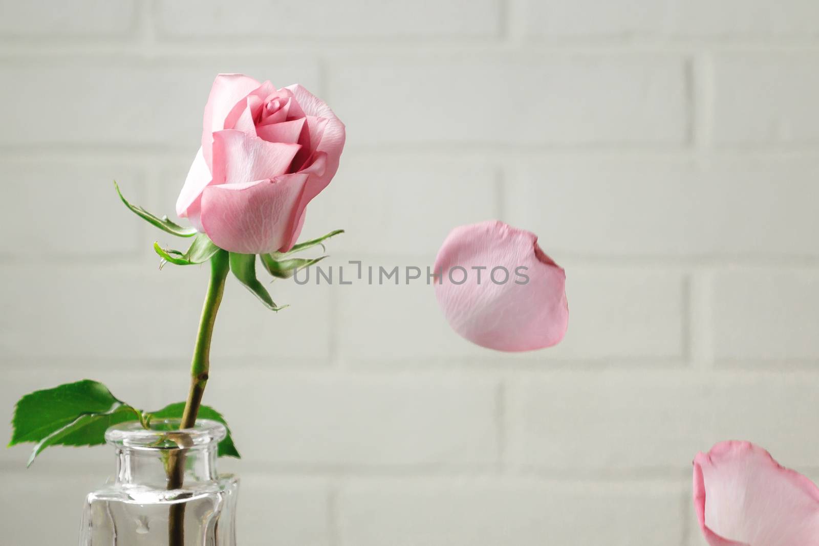 Pink rose in a vase with falling petals against the background of a white wall. Tenderness, fragility, loneliness, romance concept.