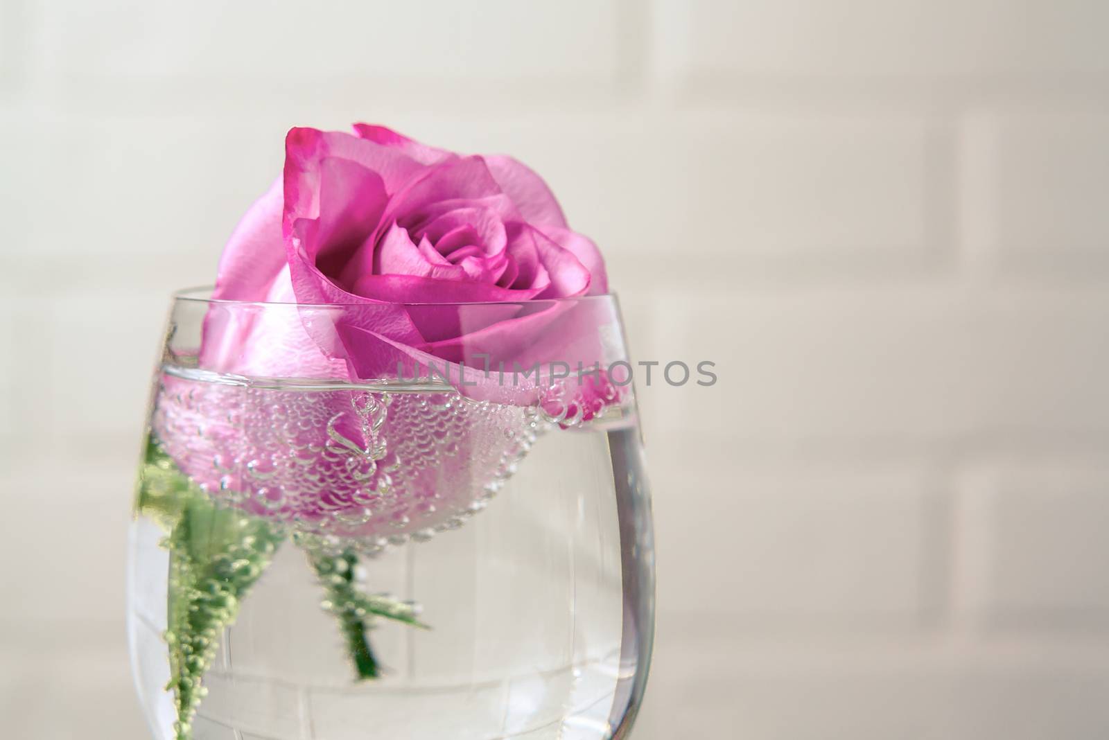 Rose in a glass of sparkling water with bubbles - a template for a greeting card.