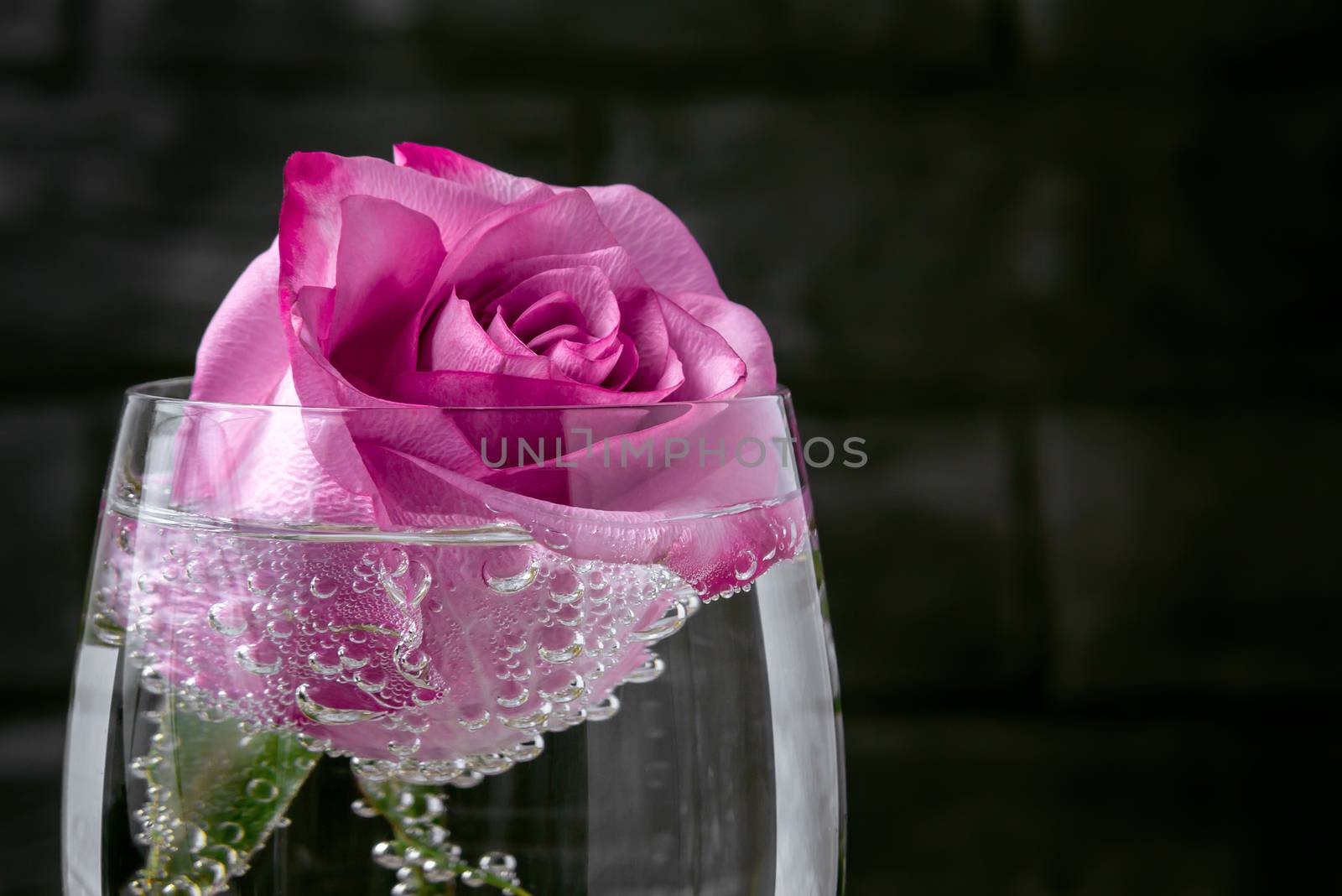 Rose in a glass of sparkling water with bubbles - a template for a greeting card.