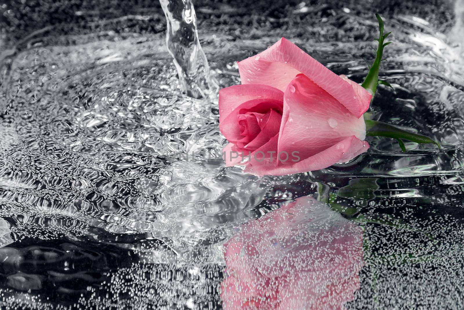 Rose falling into the water with a splash and spray.