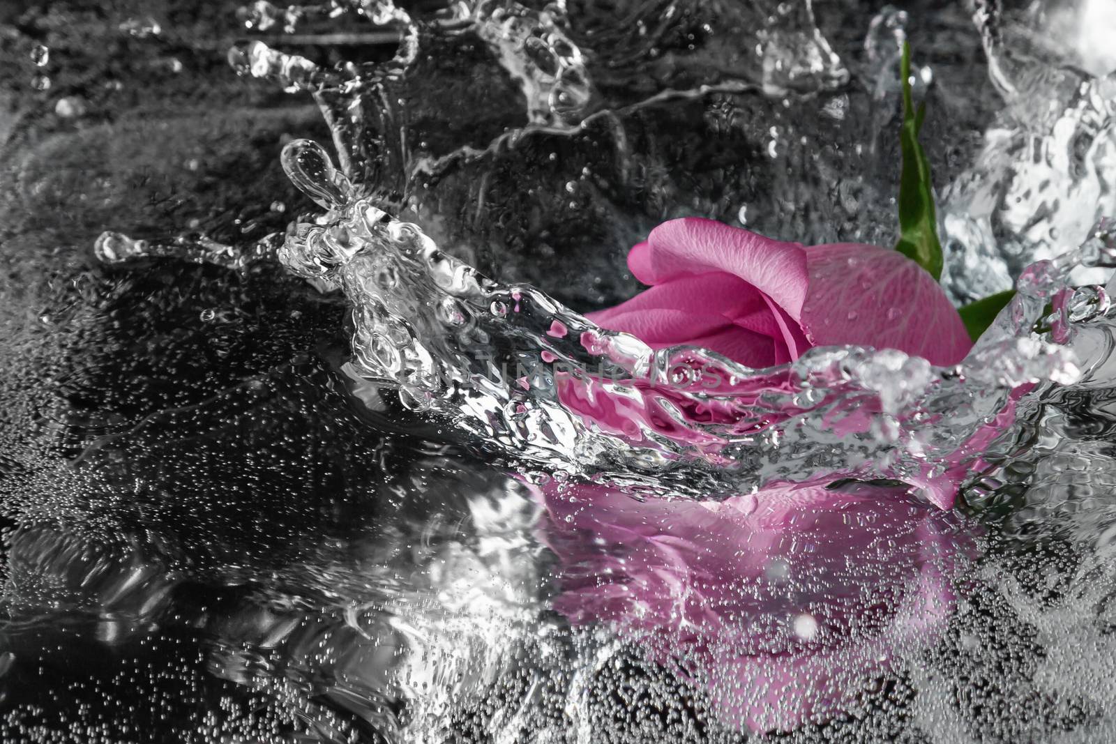 Rose falling into the water with a splash and spray by galsand
