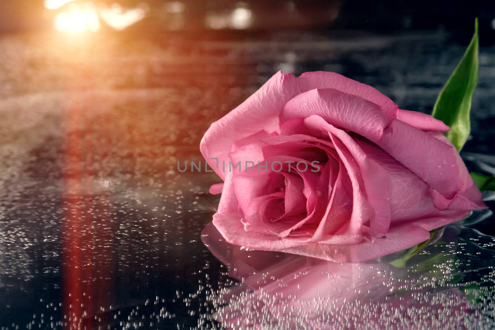 Pink rose on the surface of dark water.