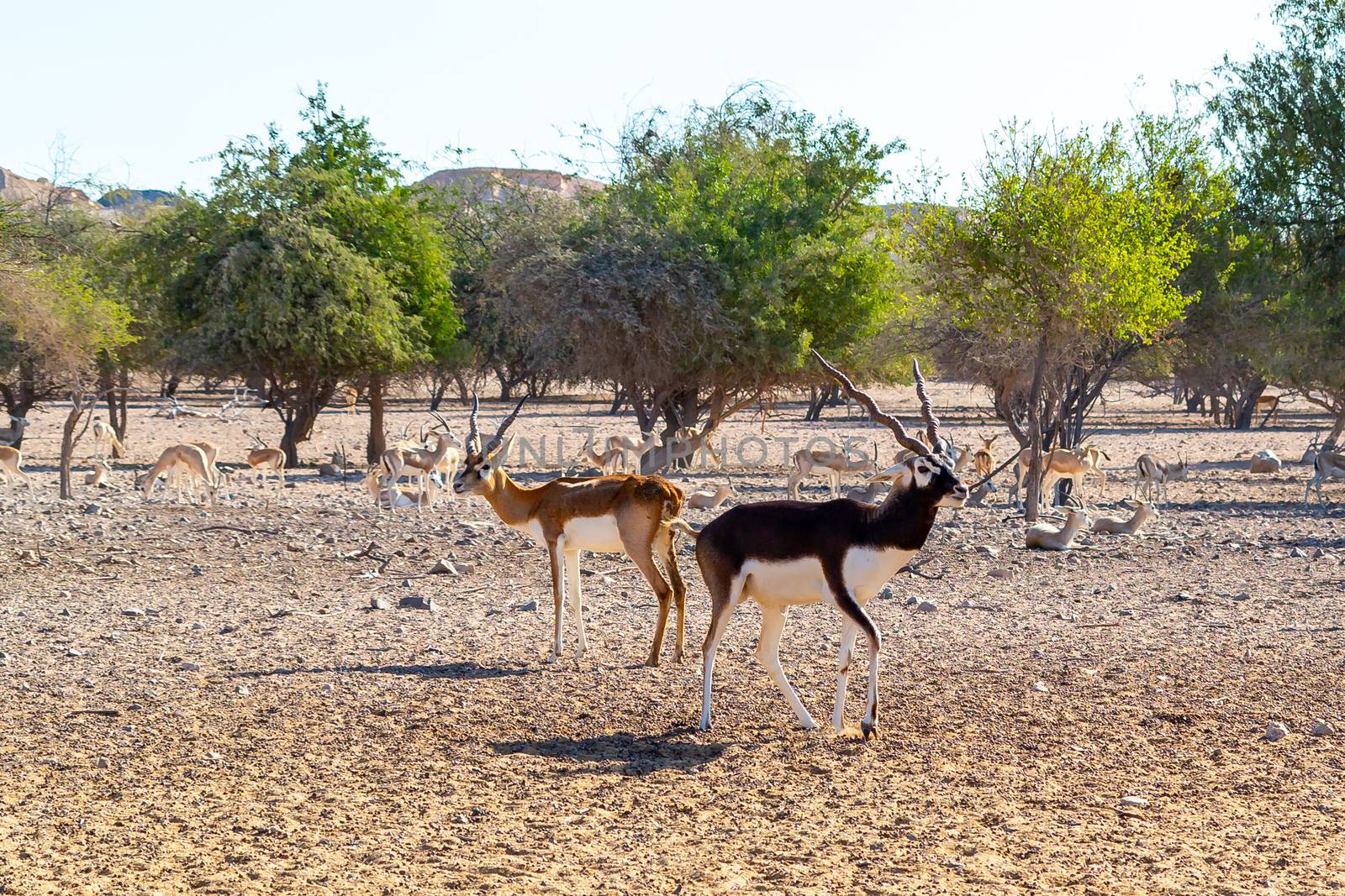 Antelope group in a safari park on the island of Sir Bani Yas, United Arab Emirates by galsand