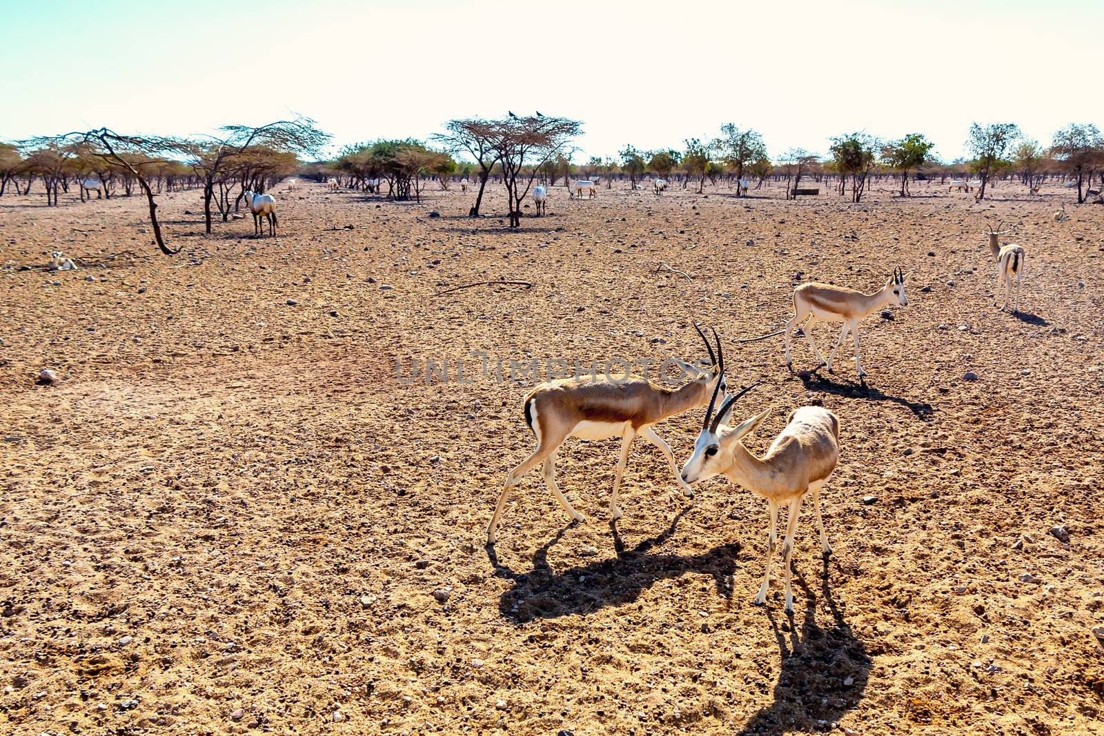 Antelope group in a safari park on the island of Sir Bani Yas, United Arab Emirates by galsand