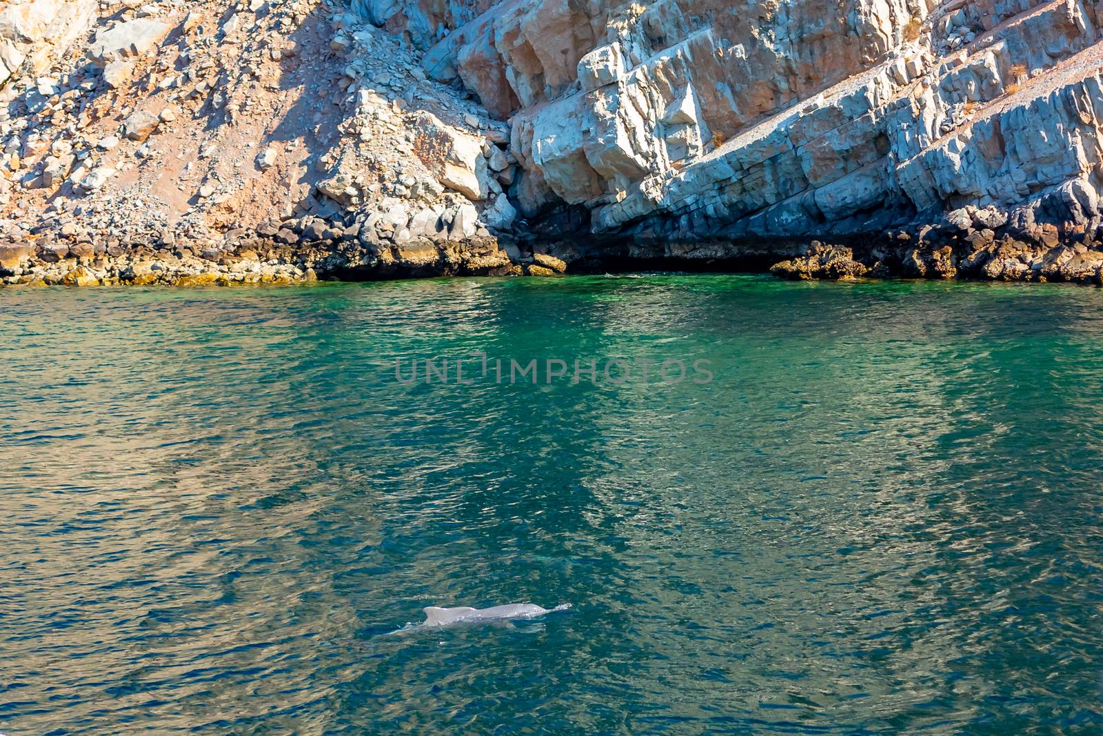 Dolphins playing in the water of the Gulf of Oman by galsand