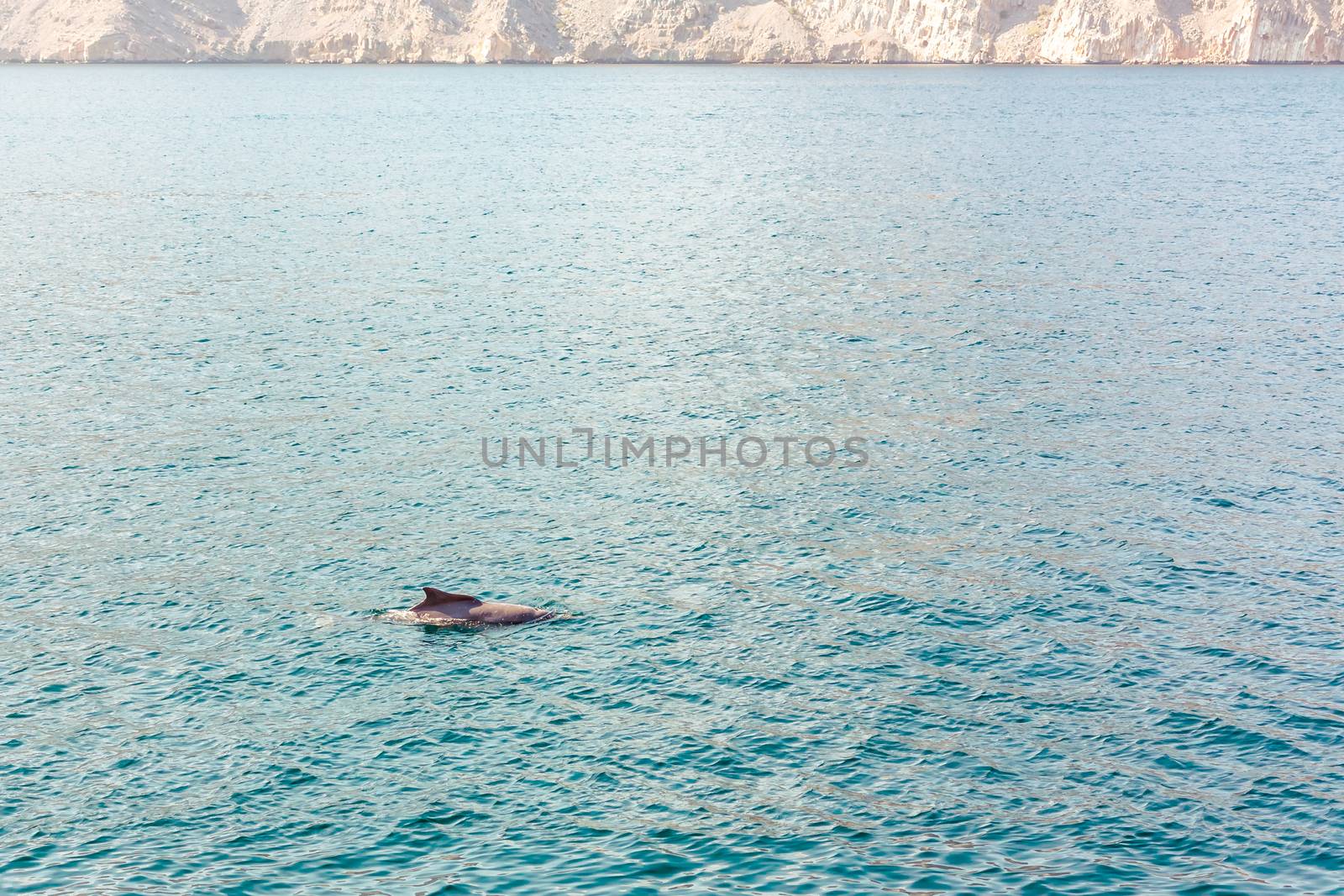 Dolphins playing in the water of the Gulf of Oman.