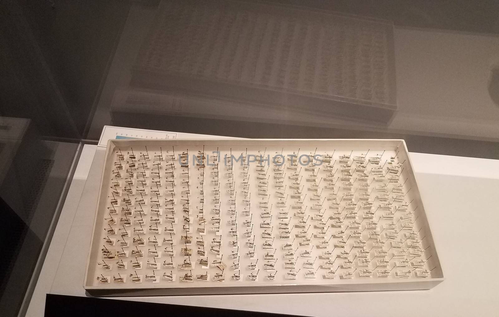 a box of collected mosquito insects with tags or labels