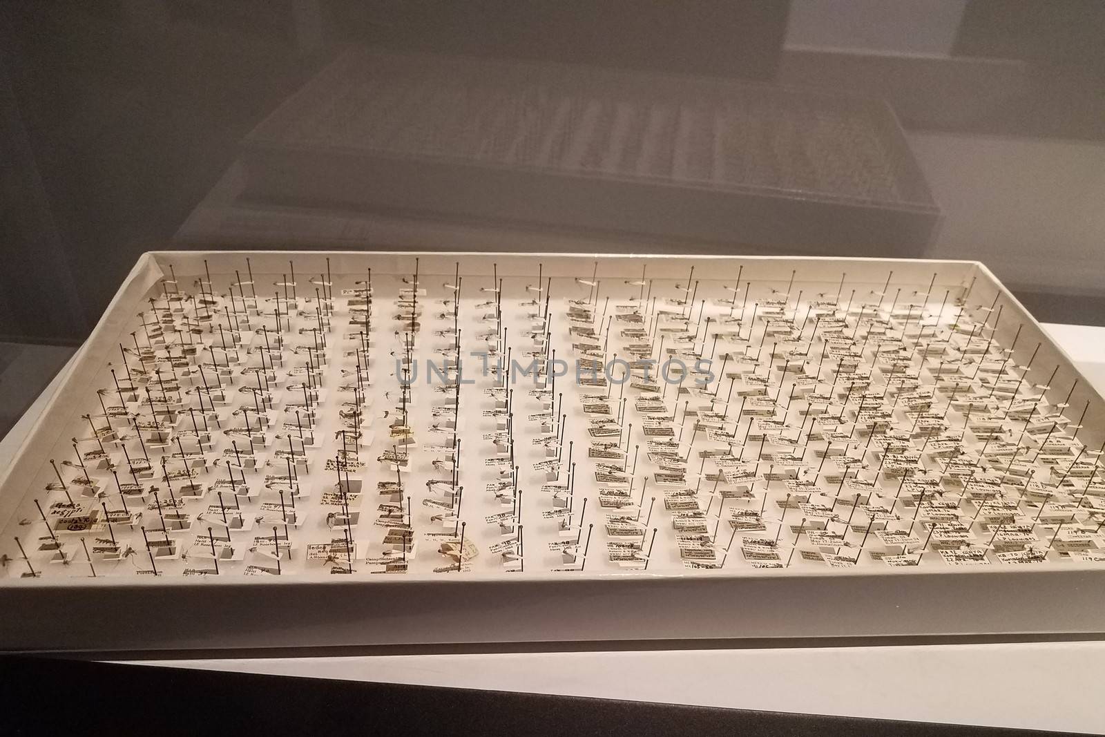 a box of collected mosquito insects with tags or labels