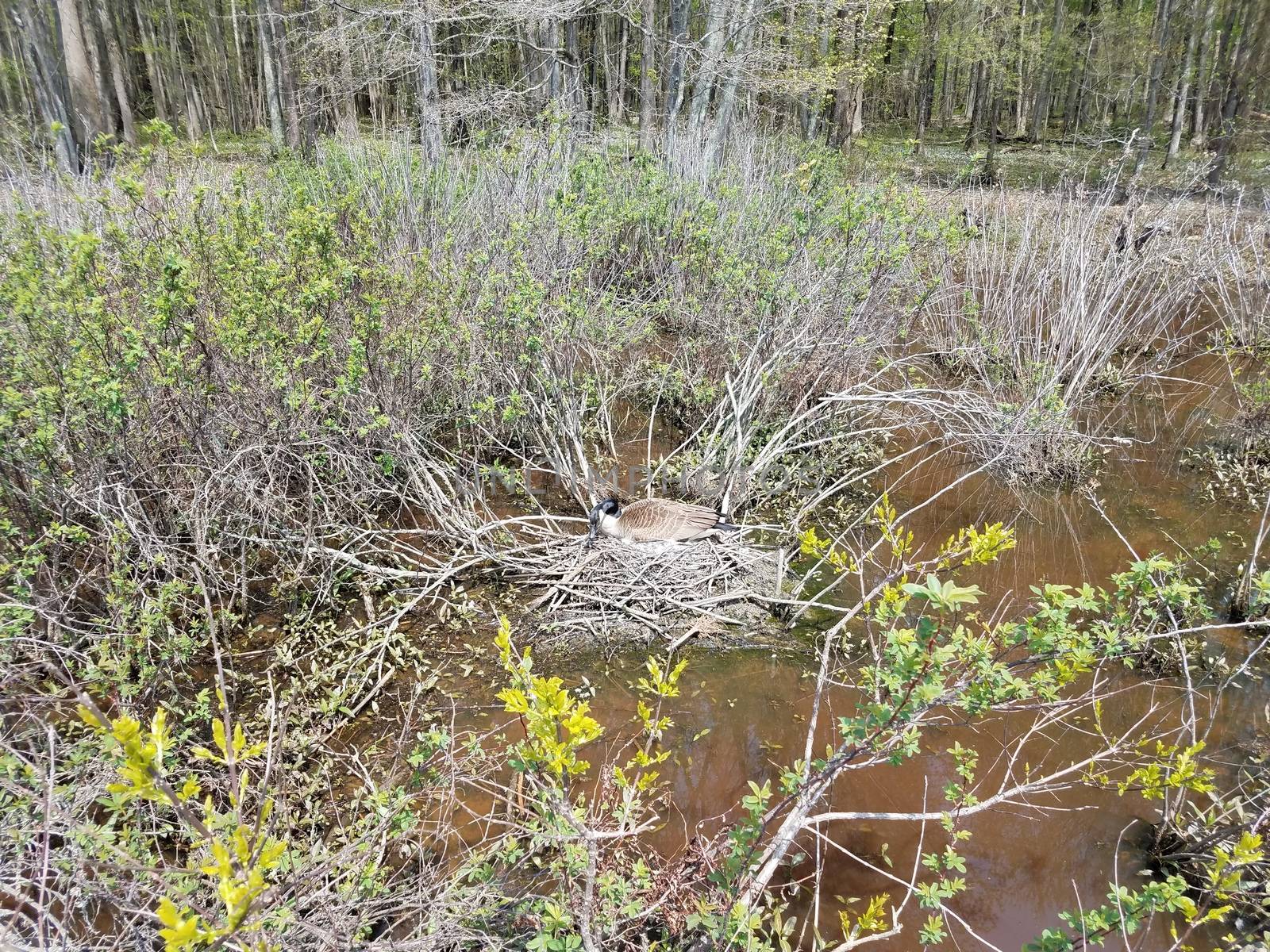 goose on a nest with plants in a wetland or marsh environment