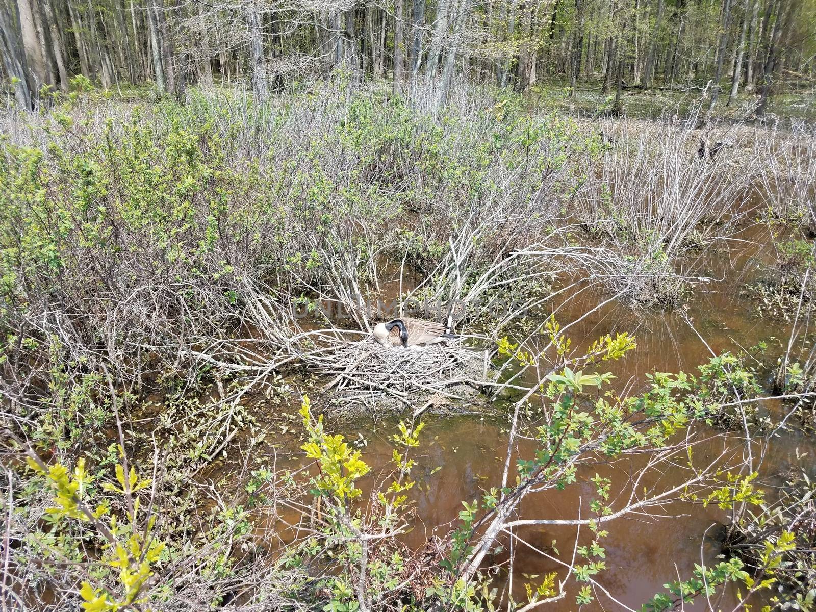 goose on a nest with plants in a wetland or marsh by stockphotofan1