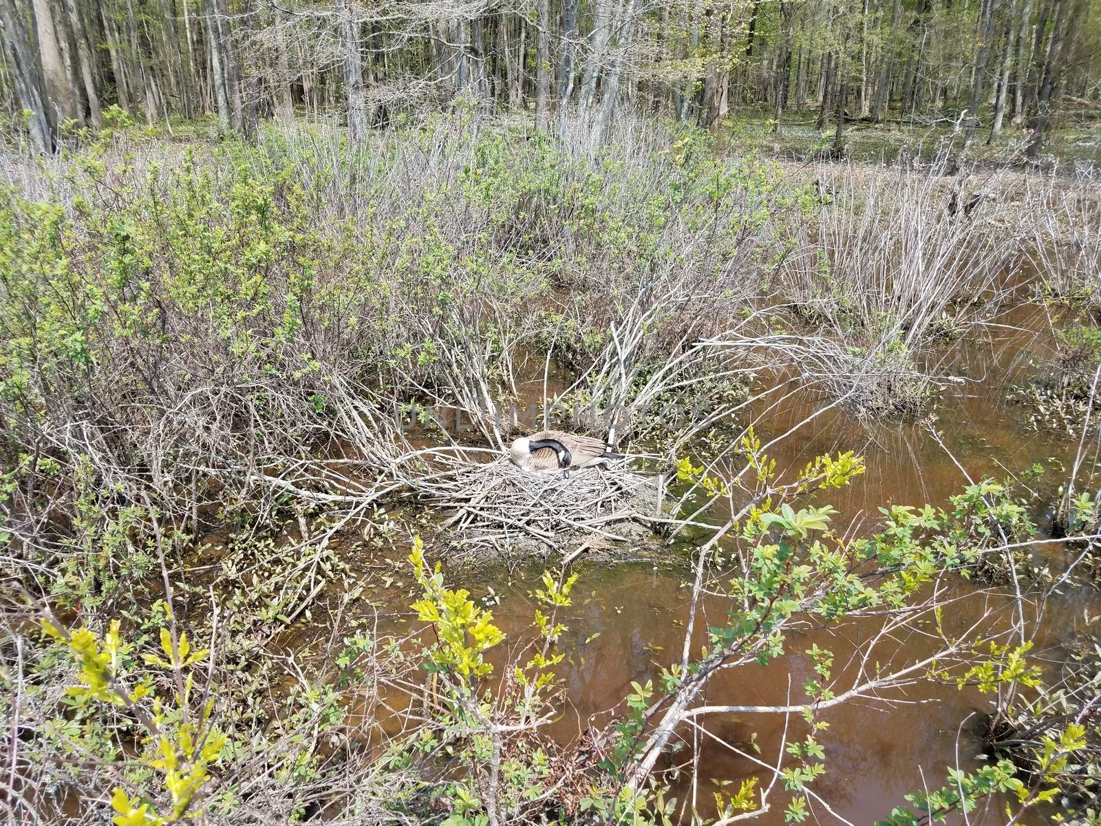 goose on a nest with plants in a wetland or marsh by stockphotofan1