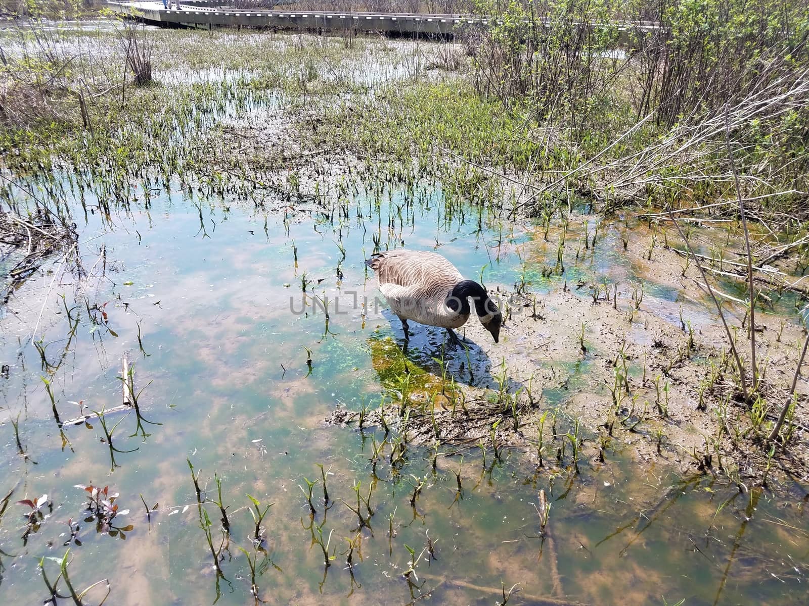 goose eating in muddy water with plants and algae in wetland