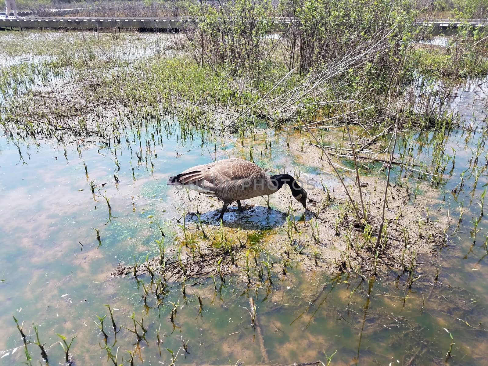 goose eating in muddy water with plants and algae by stockphotofan1