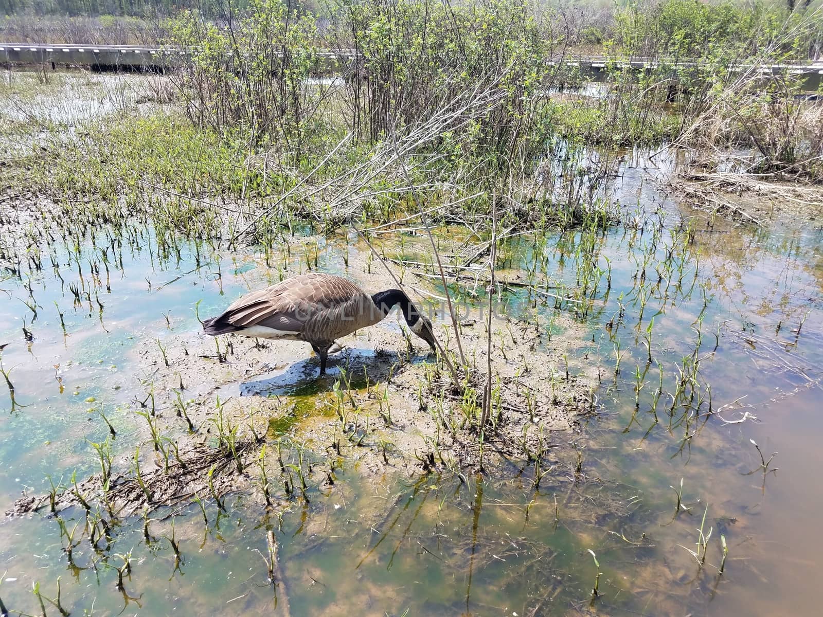 goose eating in muddy water with plants and algae by stockphotofan1