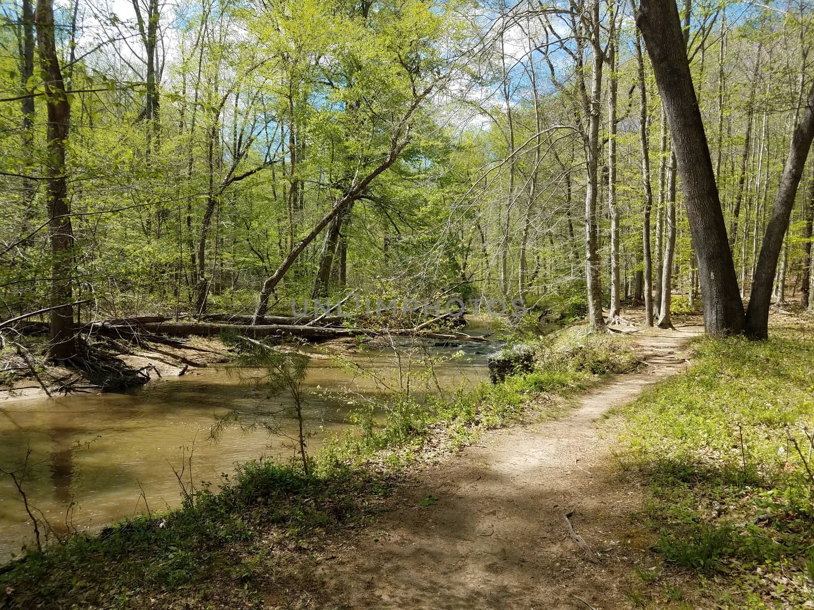 trail in the forest or woods with a stream or river by stockphotofan1