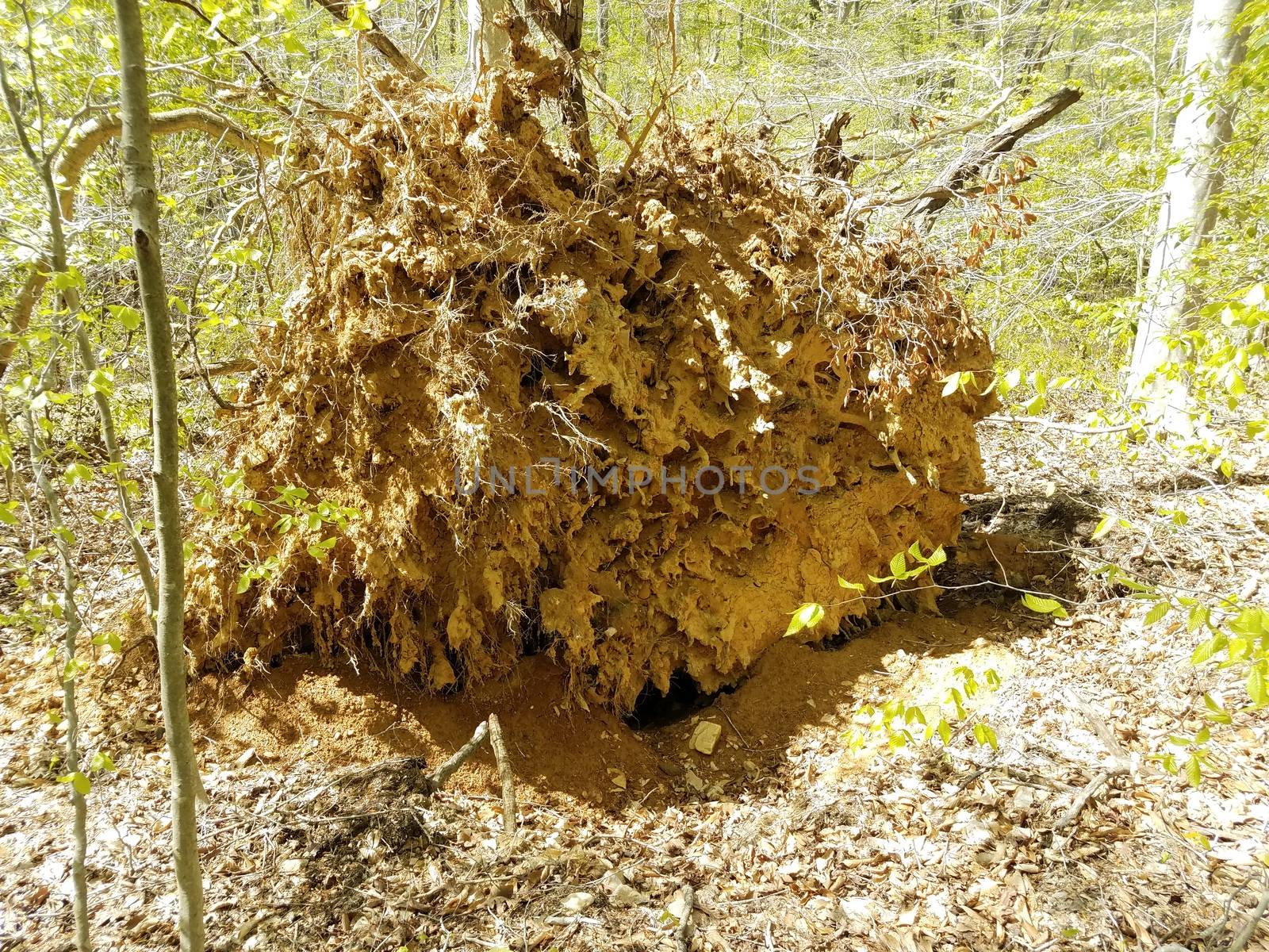 fallen tree with tree roots and dirt in forest or woods by stockphotofan1