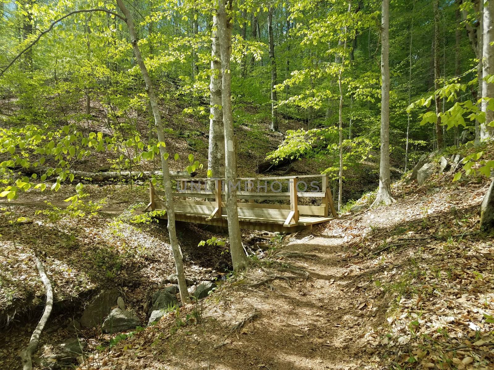 wood bridge over creek on trail in forest or woods with trees
