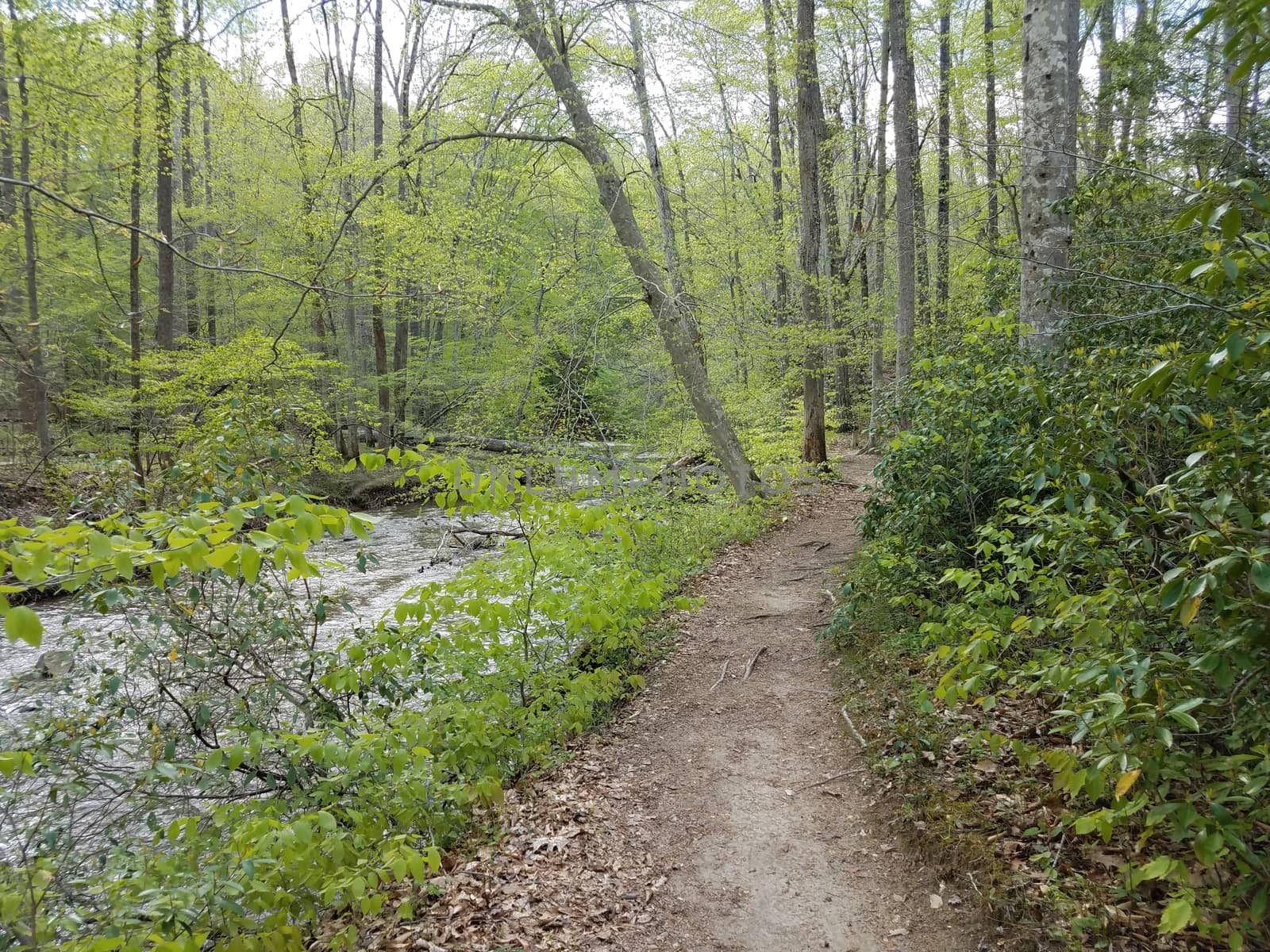 path or trail in the forest or woods with a stream or river