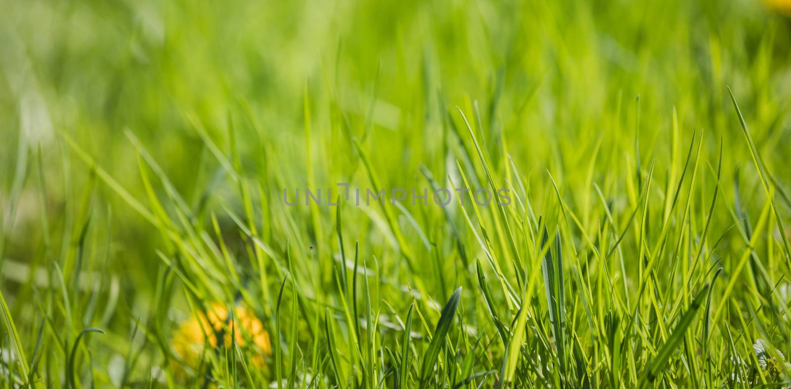 Perfect green background of fresh spring grass and yellow flower