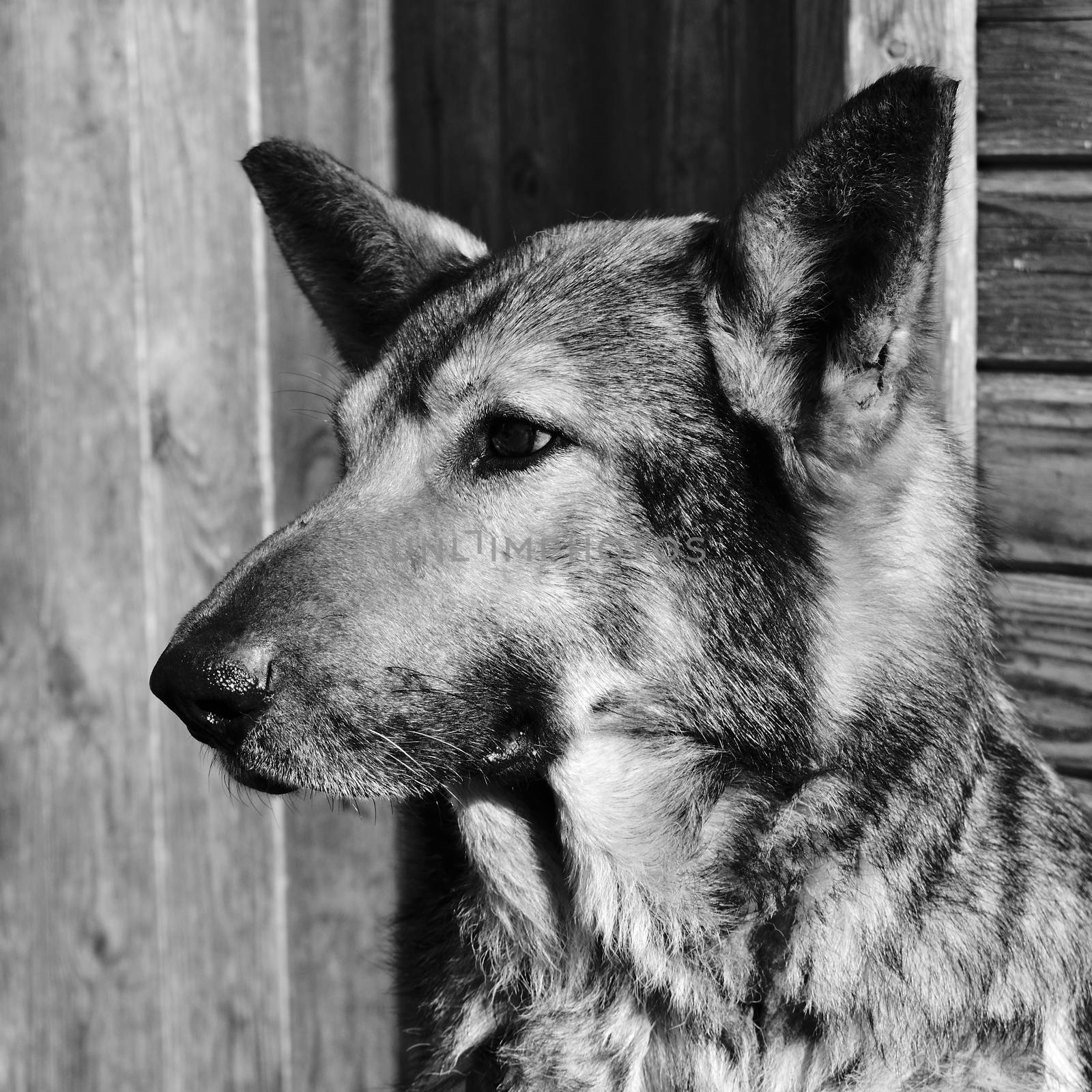 portrait of big mongrel