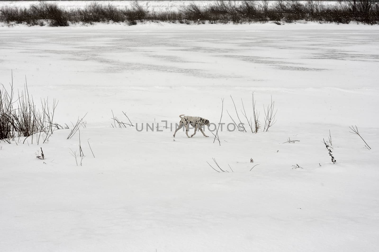 dalmatian walking in the snowfall ,winter landscape