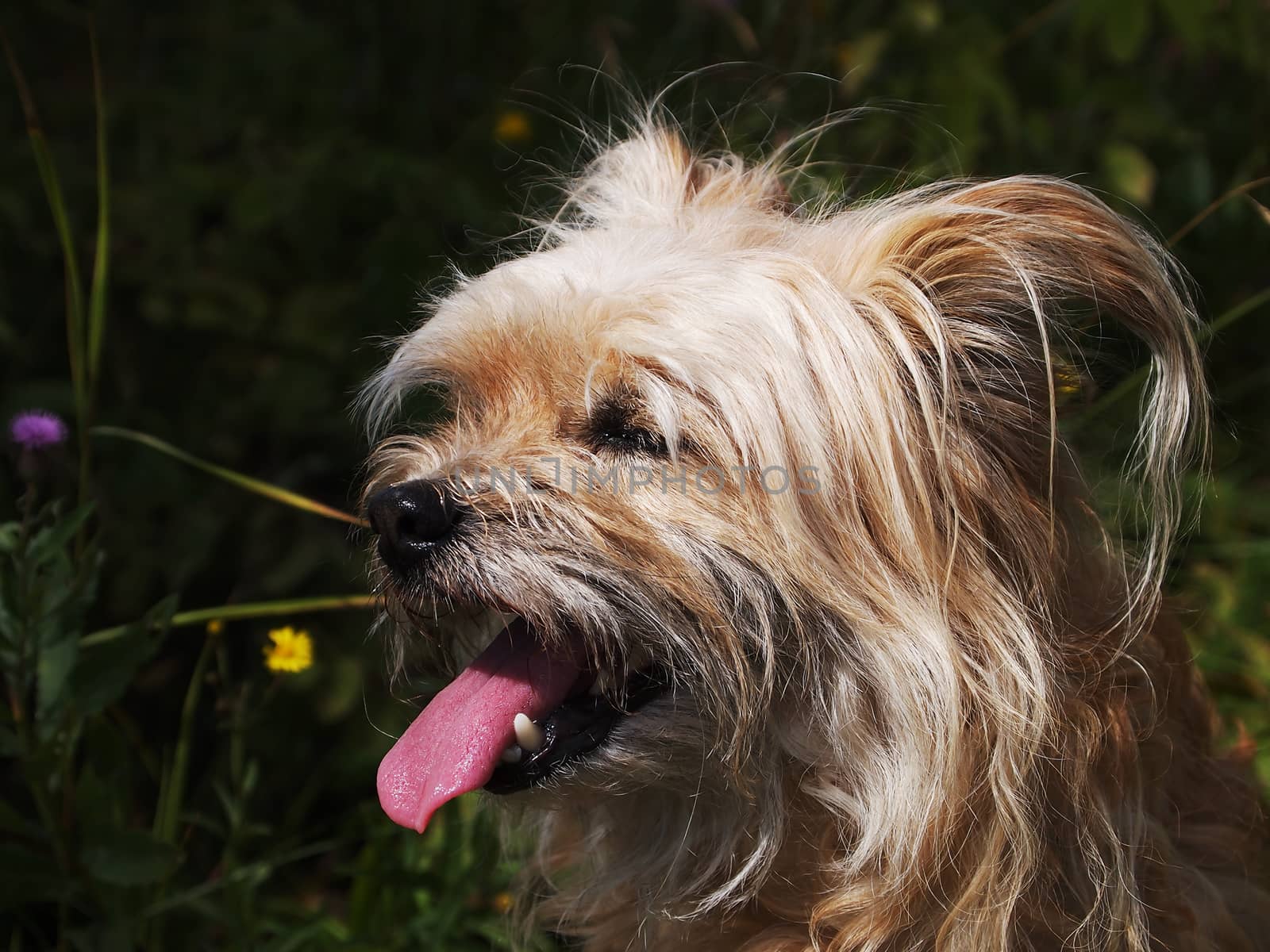  red-haired shaggy dog,portrait during a summer walk
