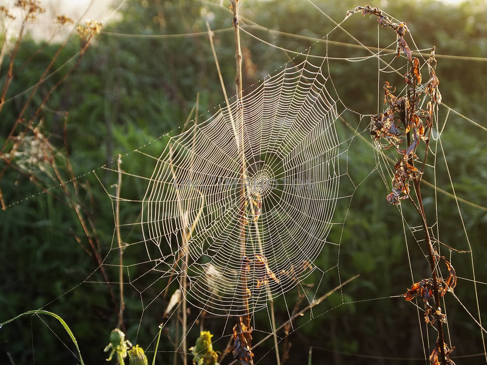 dawn, cobweb on the grass, the image shows the detail of nature
