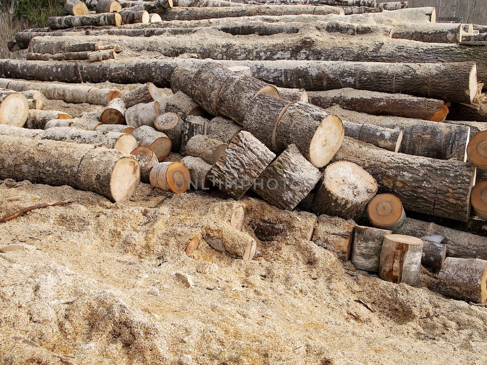 the image shows one of the moments of harvesting firewood