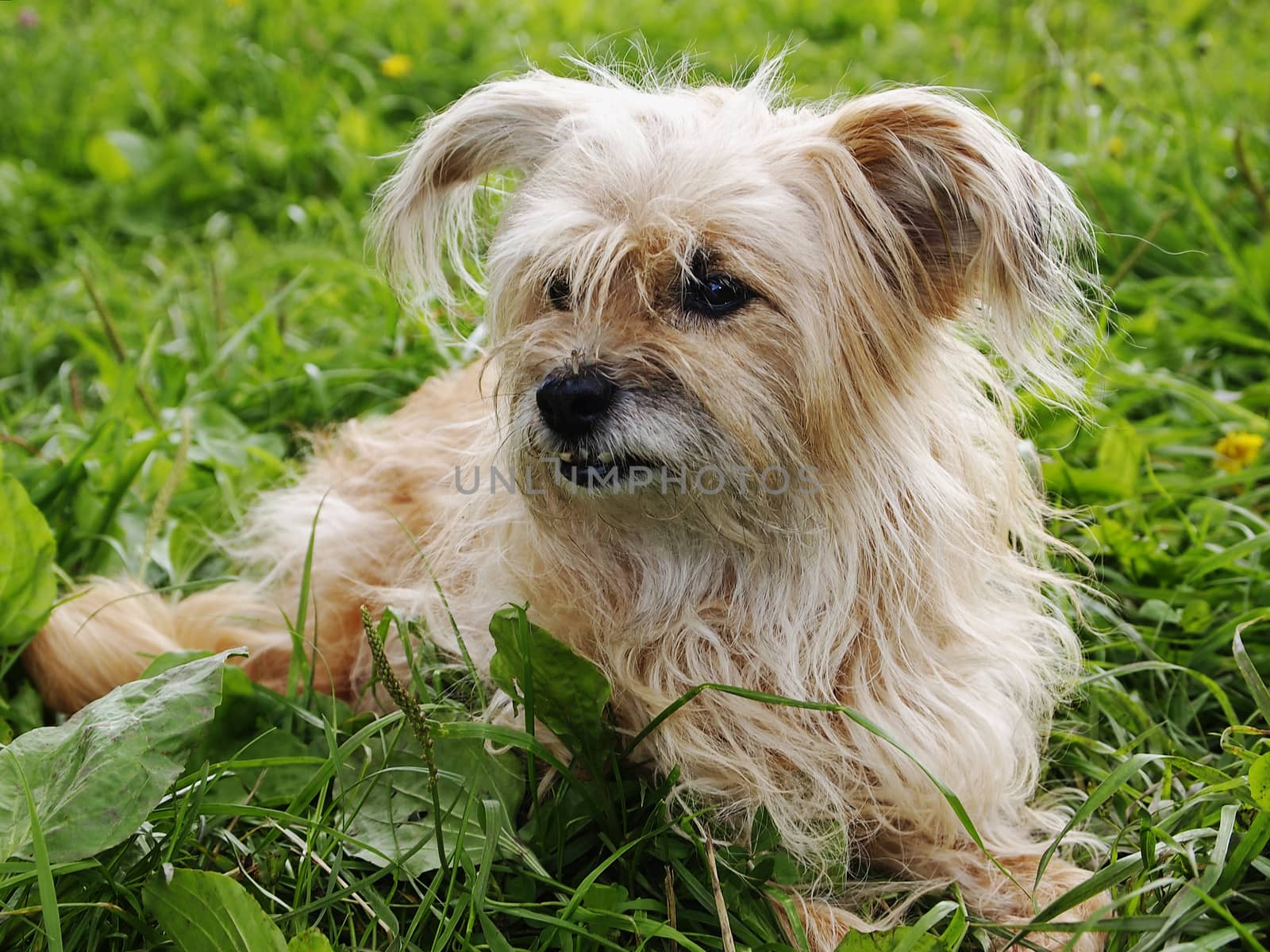 redhead, shaggy dog lying on the grass