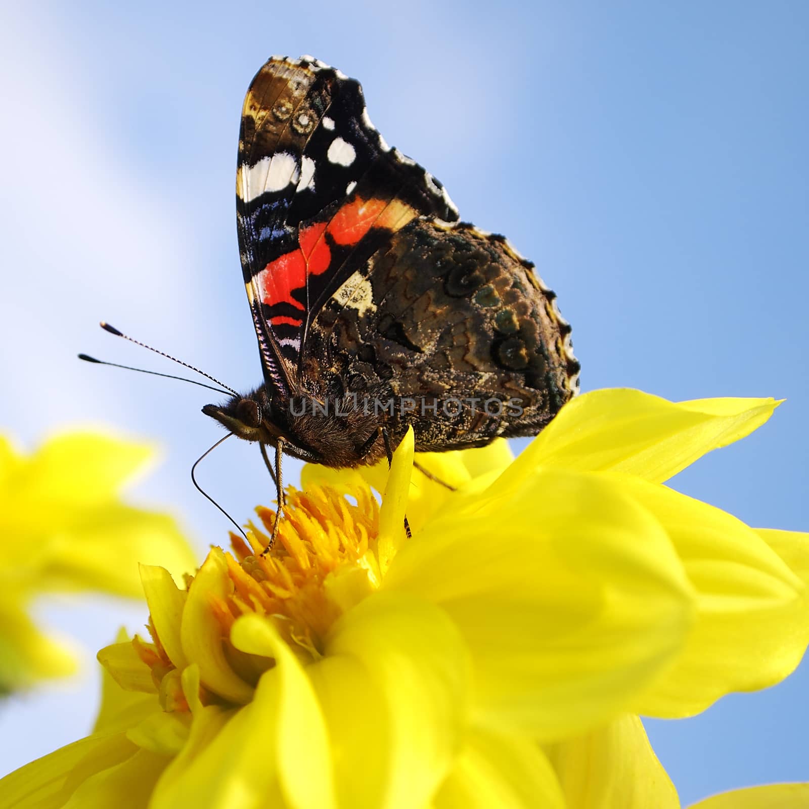 butterfly on a yellow flower, background blue sky