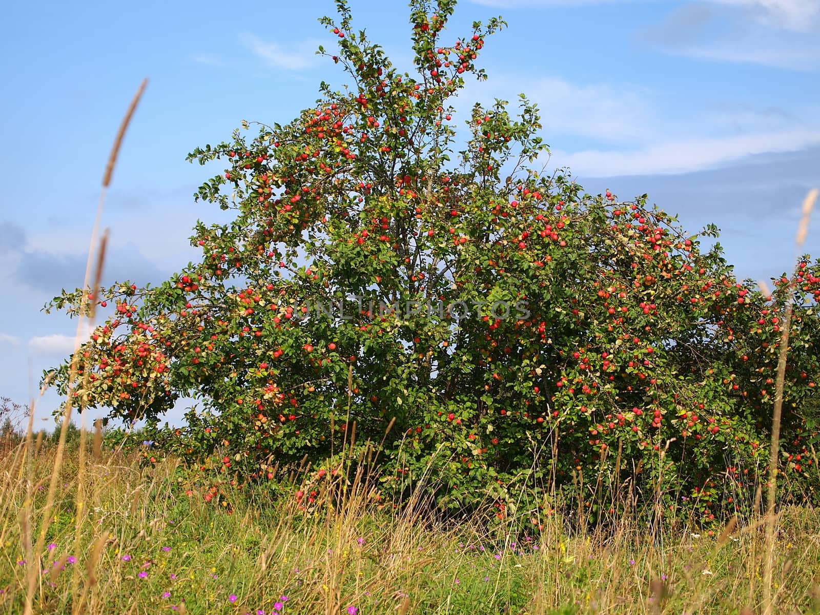 wild apple tree with red ripe apples