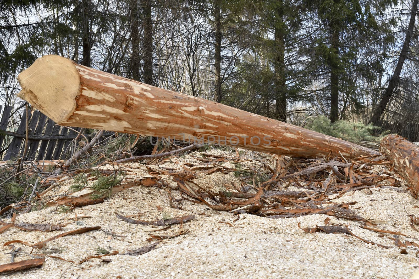 bark-cleared log, the image is well shown by the detail of village life
