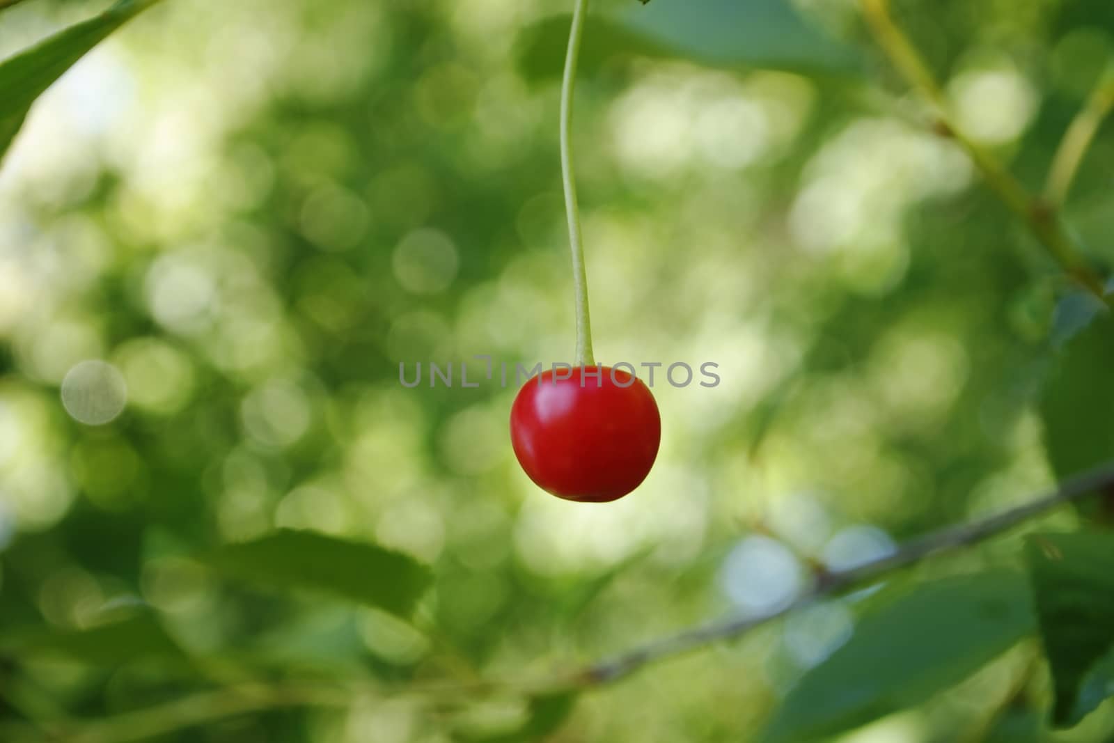 one cherry  on a background of green leaves, shallow depth of field