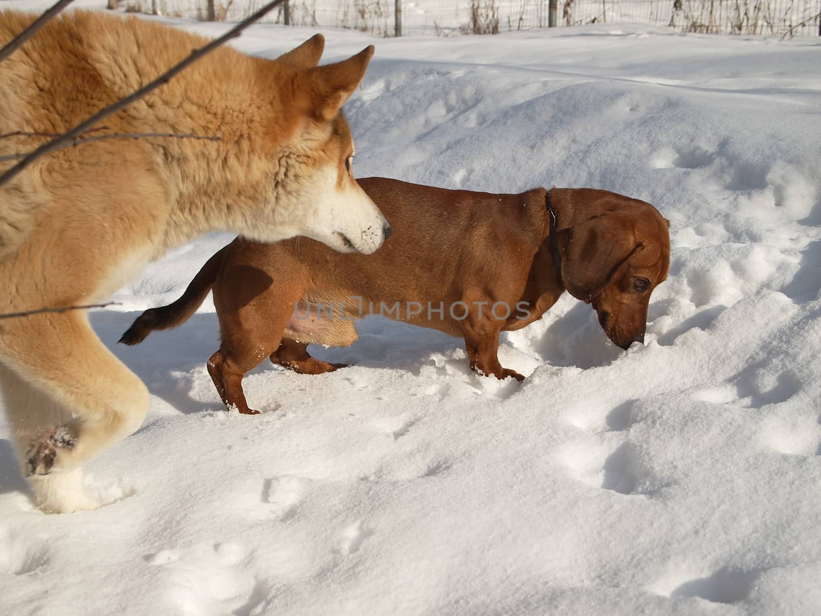 dachshund and husky are looking for something in the snow