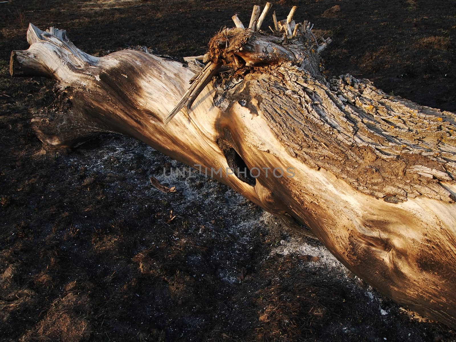 scorched by fire tree, the image shows the effects of fire in nature