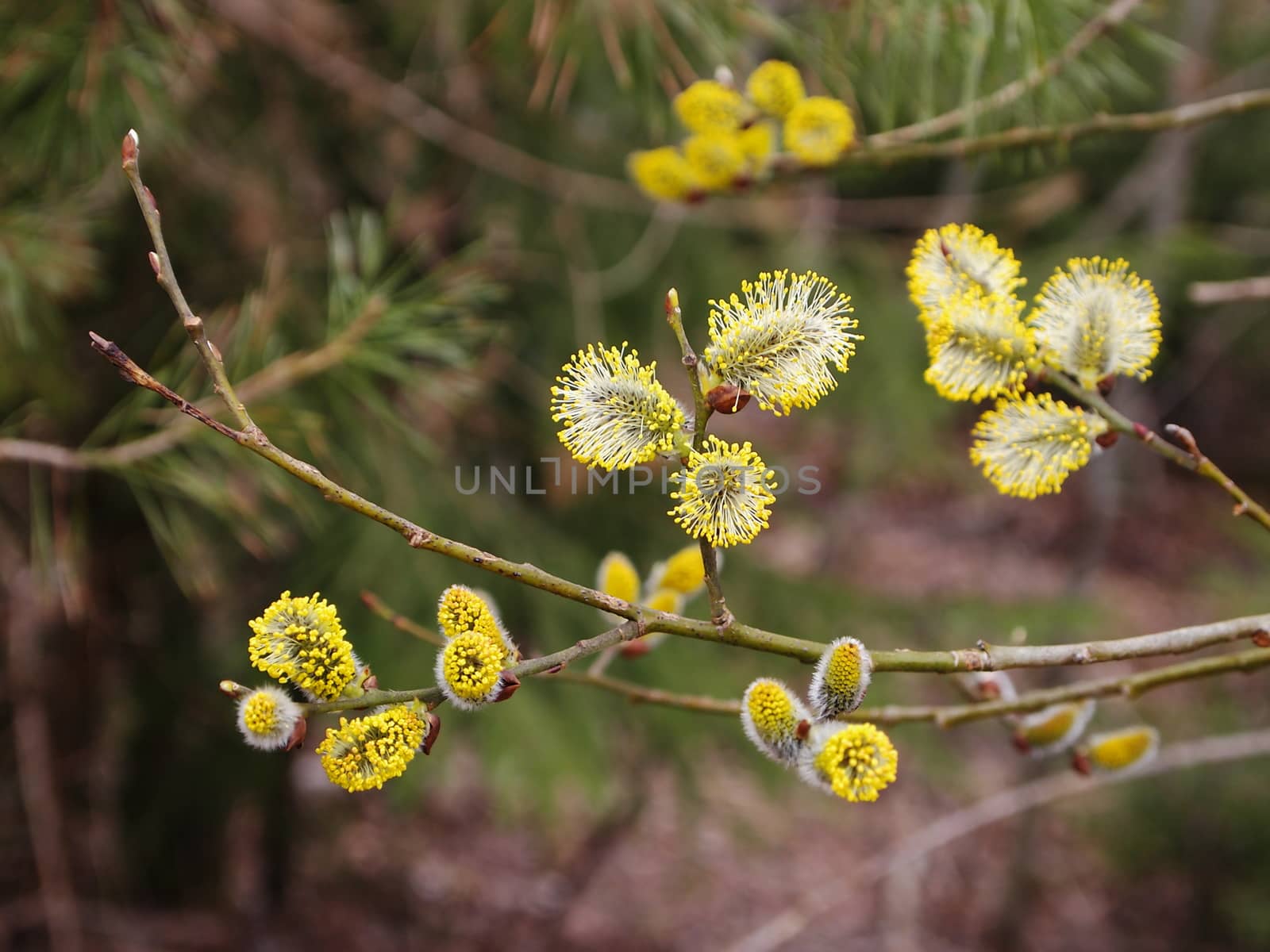 willow flowers, the image shows the early spring