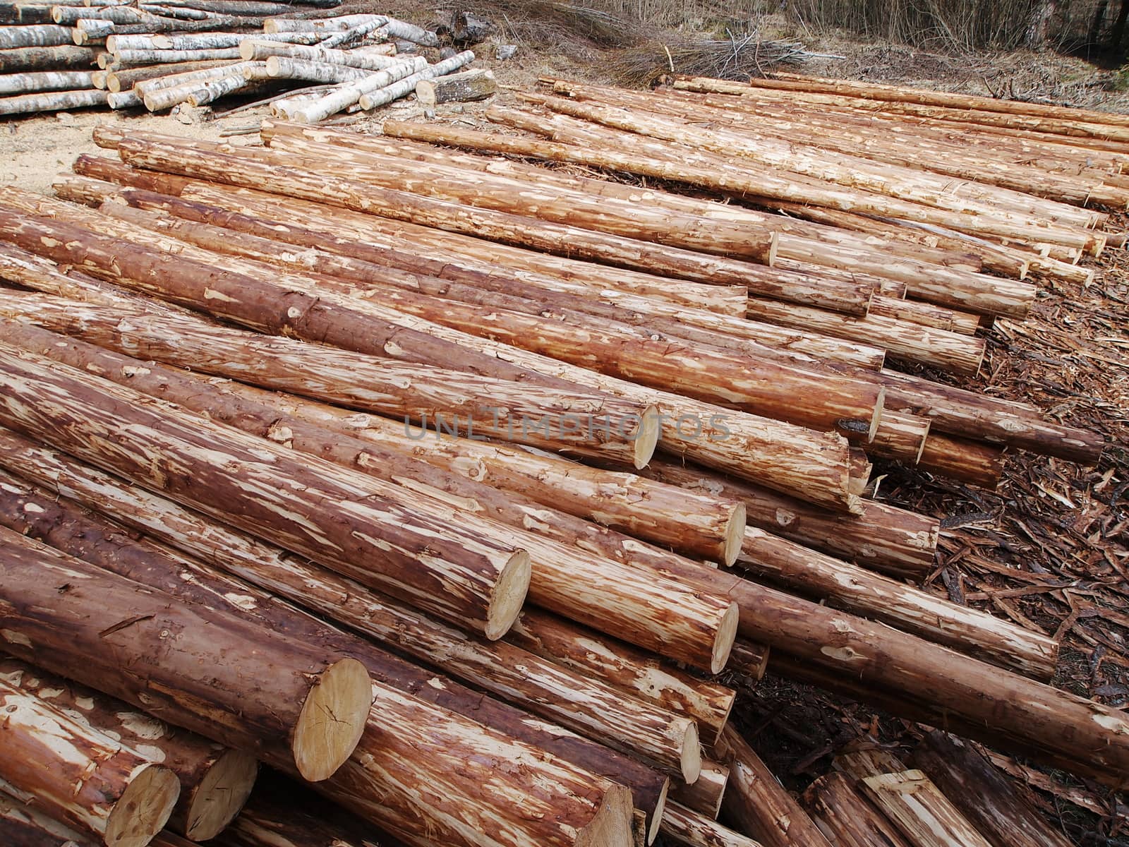 peeled and piled logs, the image shows wood harvesting