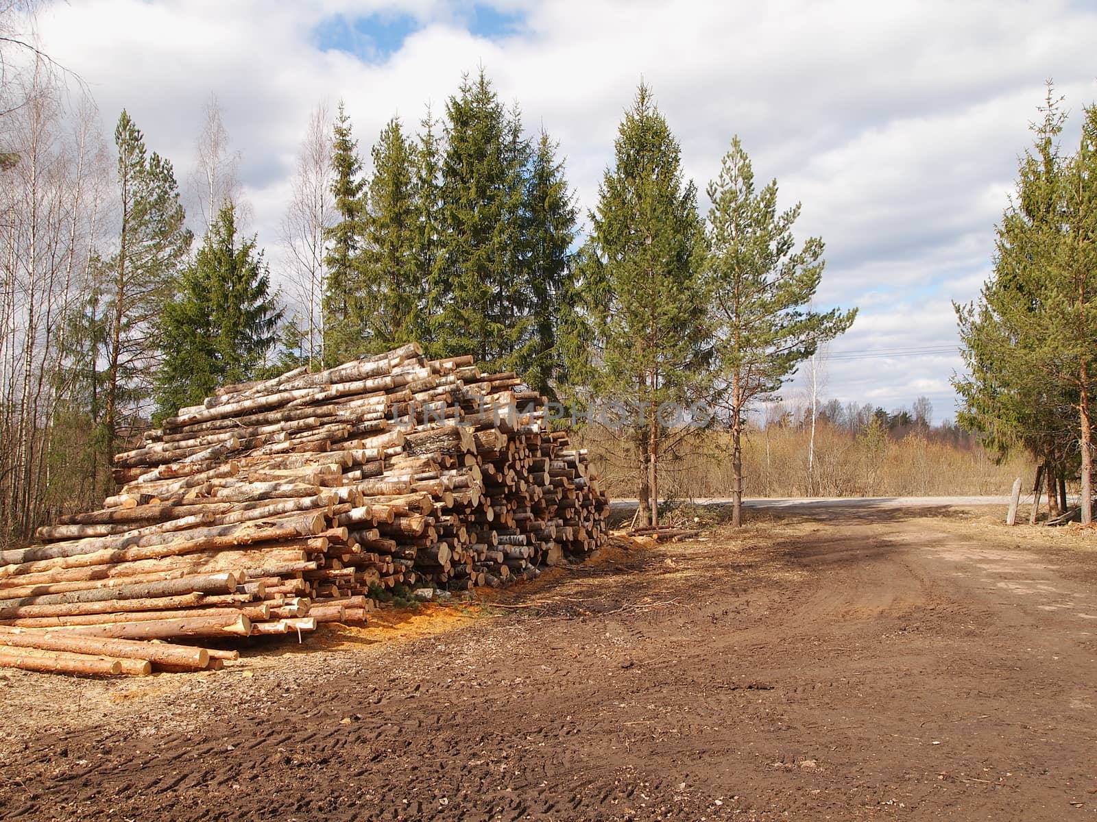  piled logs, the image shows wood harvesting