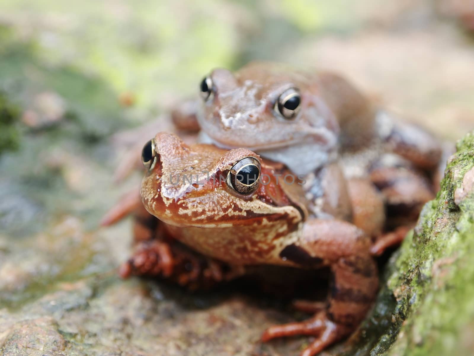 frogs mating, the image shows the wildlife in early spring