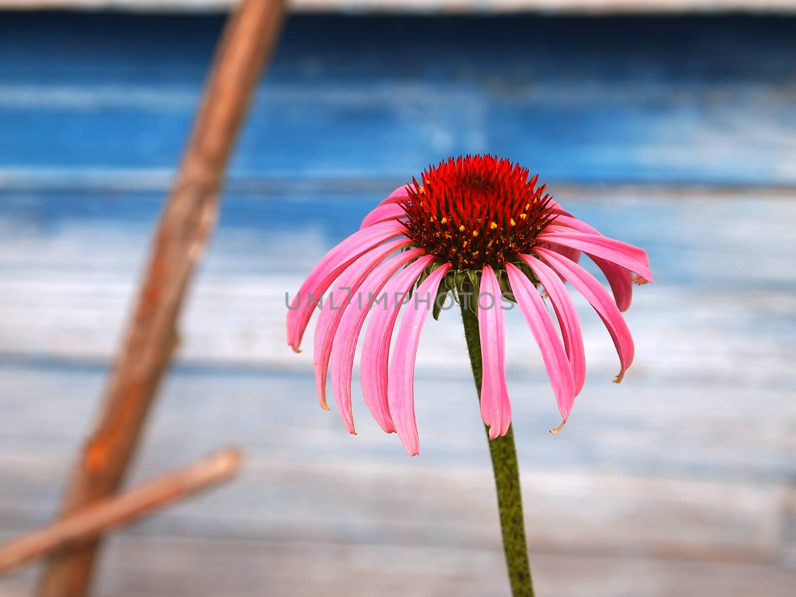 pink flower against a blue wall with faded paint,echinacea