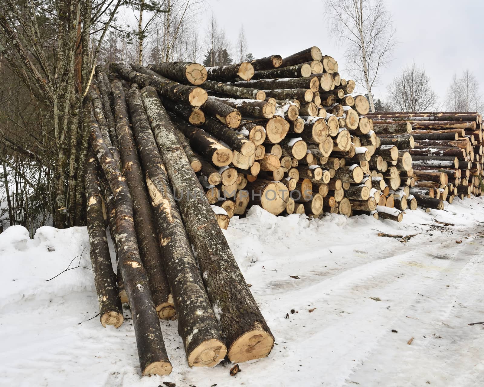 harvested and stocked wood, several logs fell