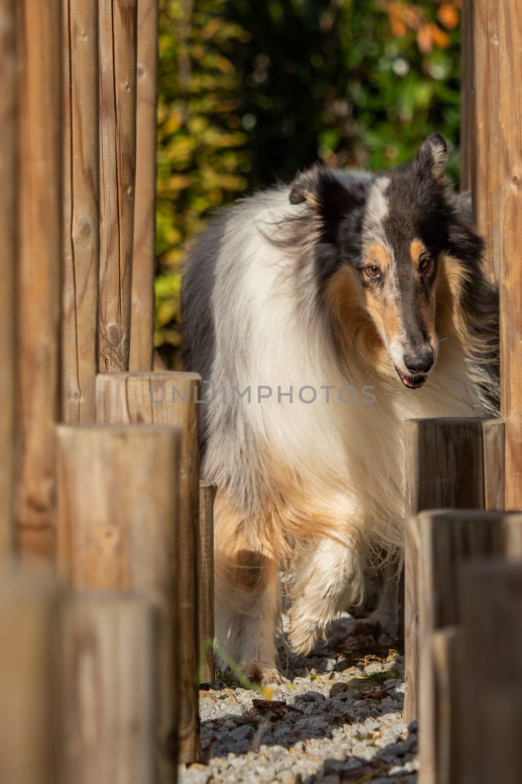 A beautiful collie with long hair out in nature by sandra_fotodesign