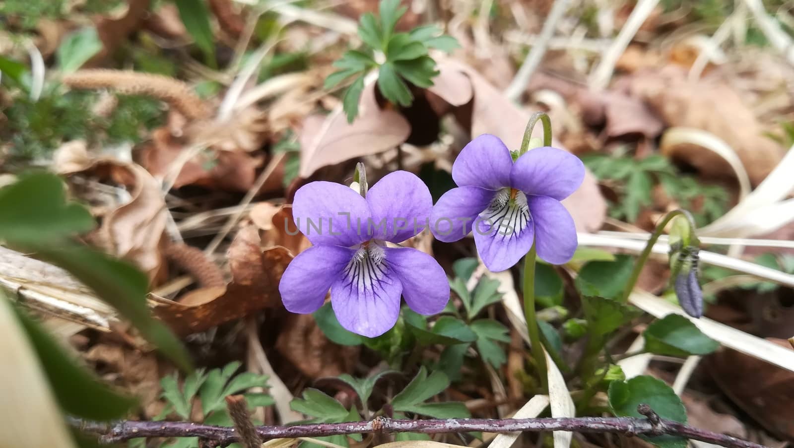 Marsh blue violet in Norwegian woods