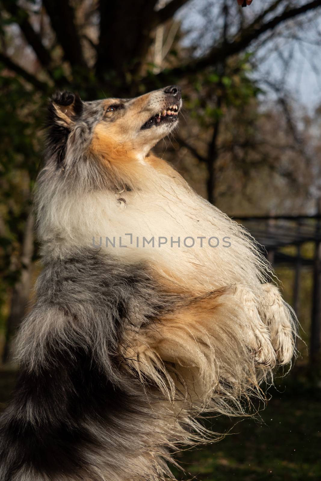 A beautiful collie with long hair out in nature by sandra_fotodesign