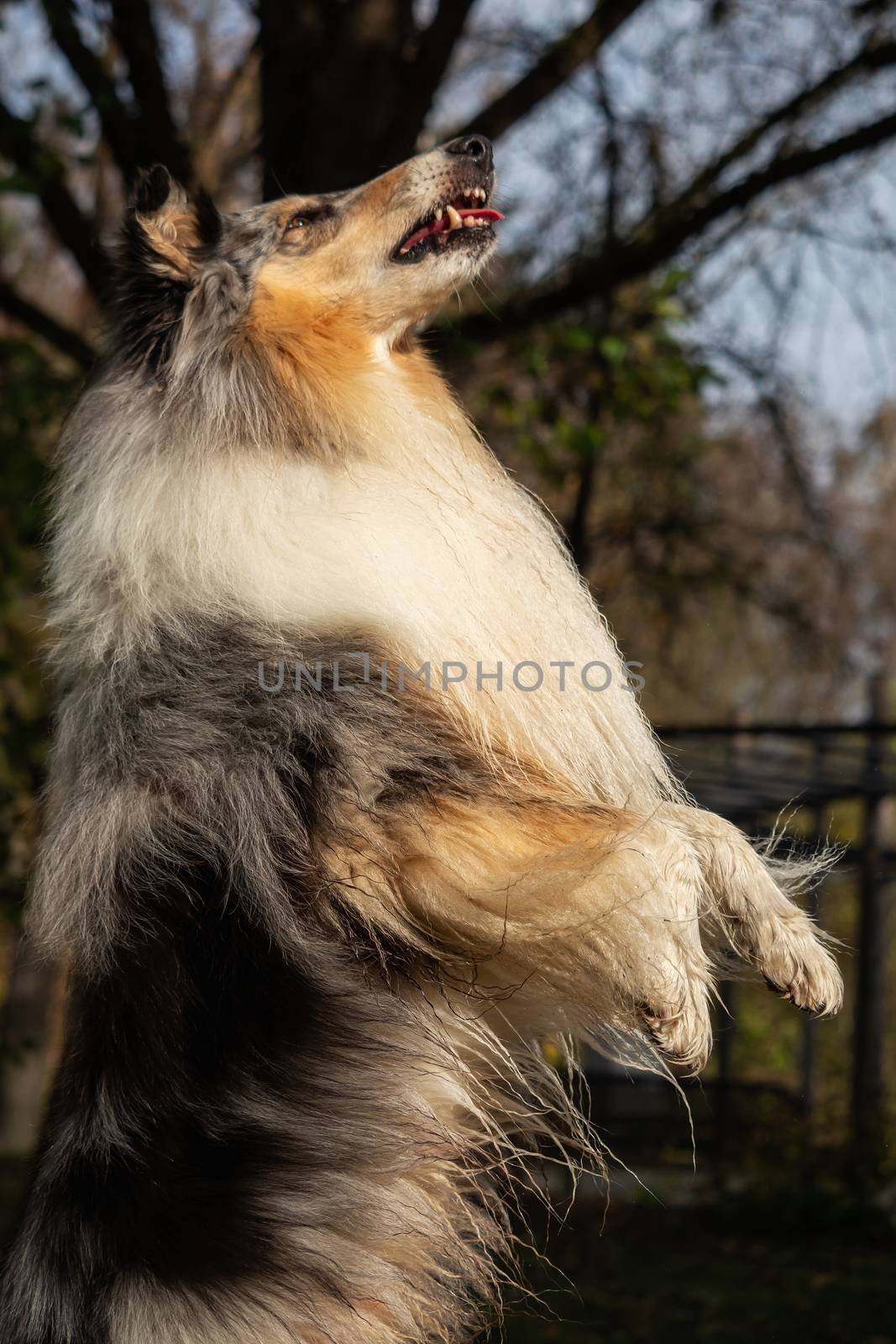 A beautiful collie with long hair out in nature