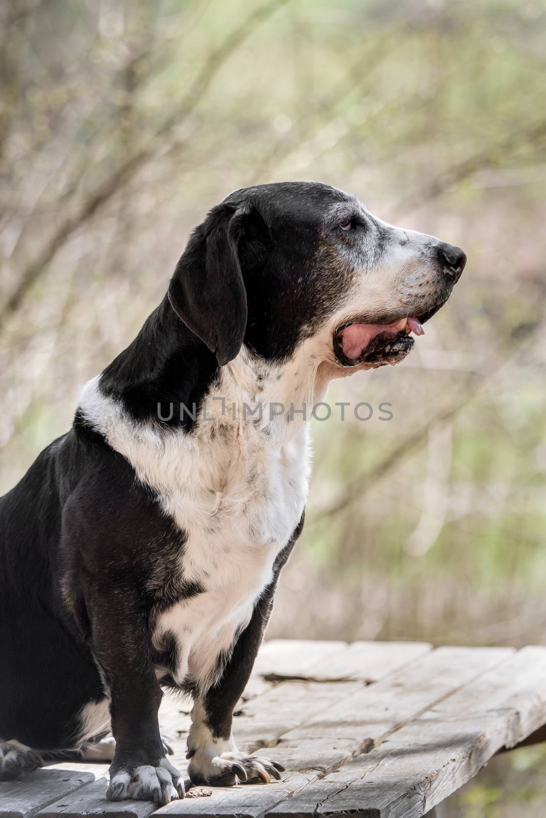 A black and white basset dog outside by sandra_fotodesign
