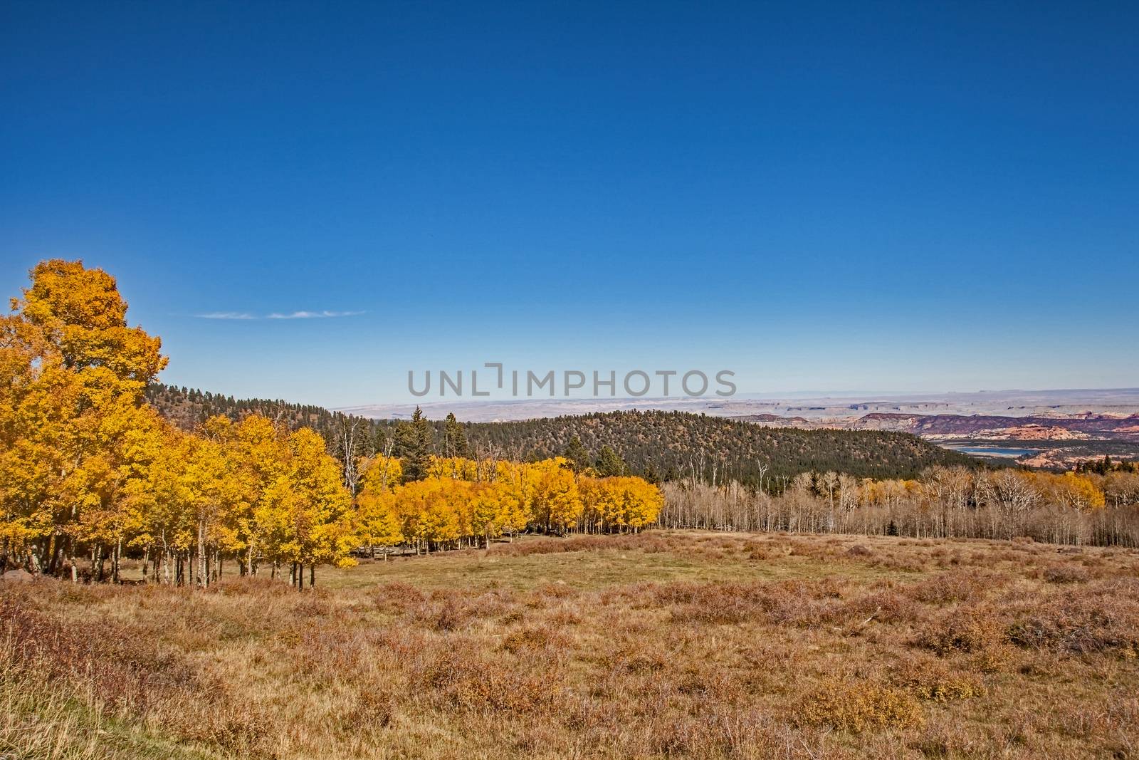 Quacking Aspen on the Scenic Byway 2 by kobus_peche