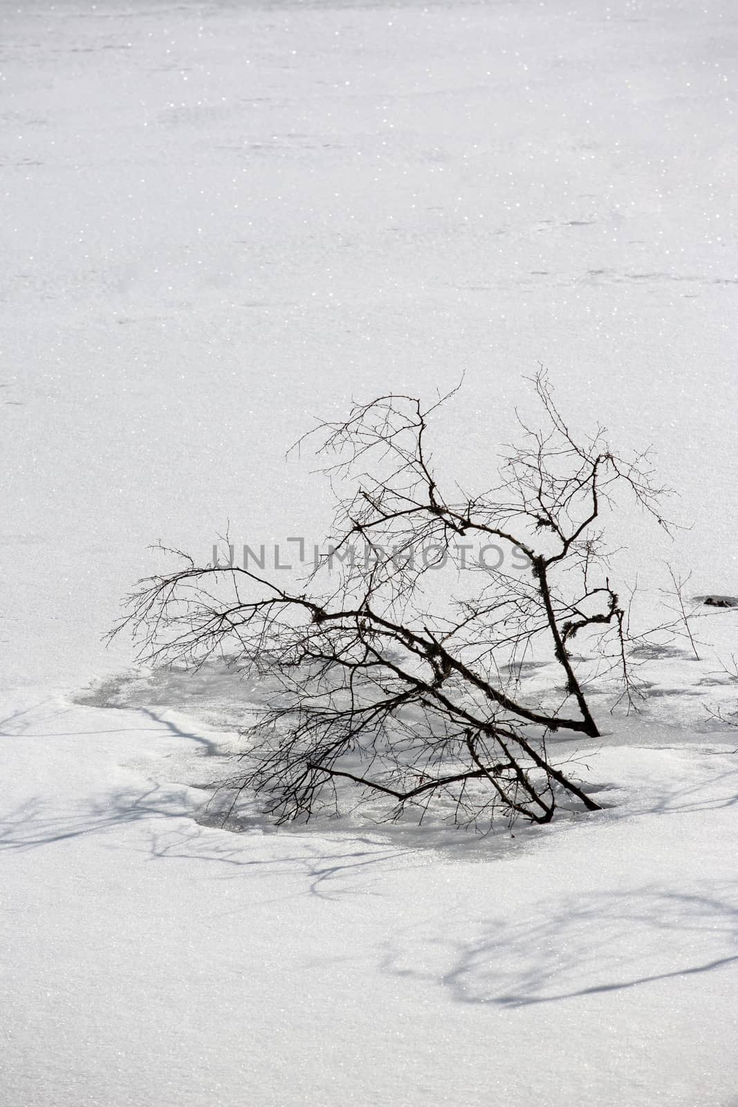 Winter landscape at the small Arbersee in Bavaria