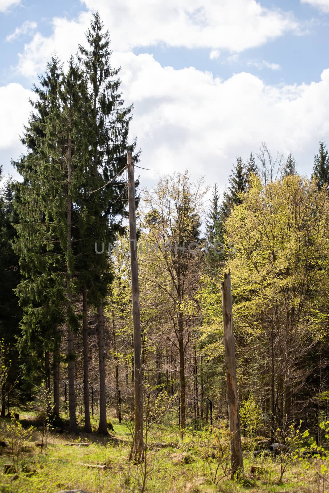 Landscape picture from the national park in Bavaria